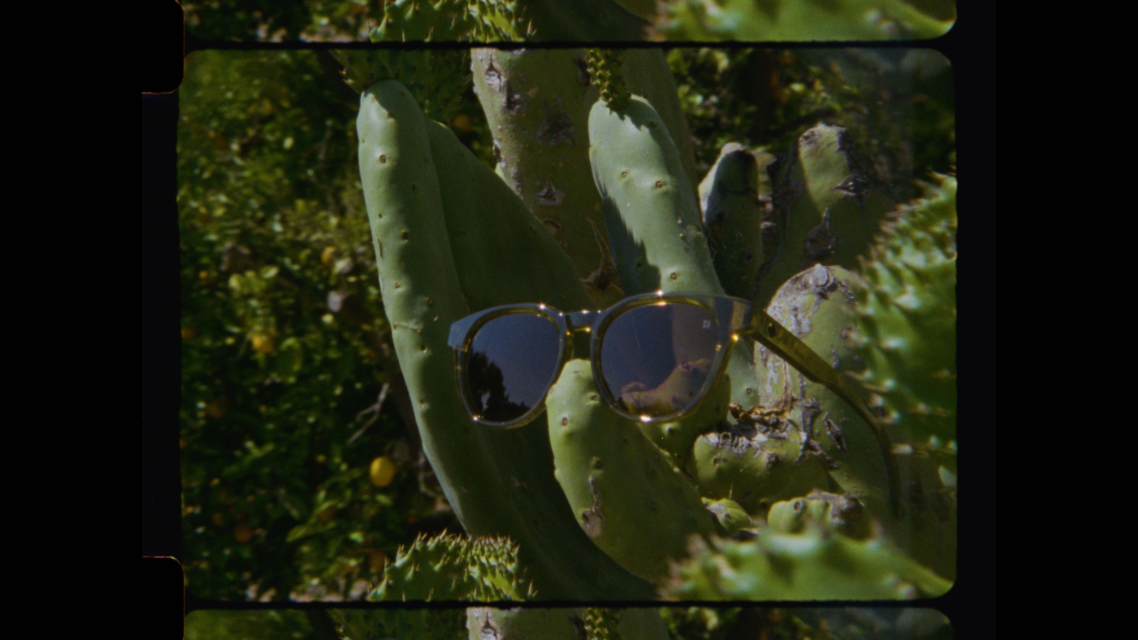 Cedros Sunglasses on a Cactus